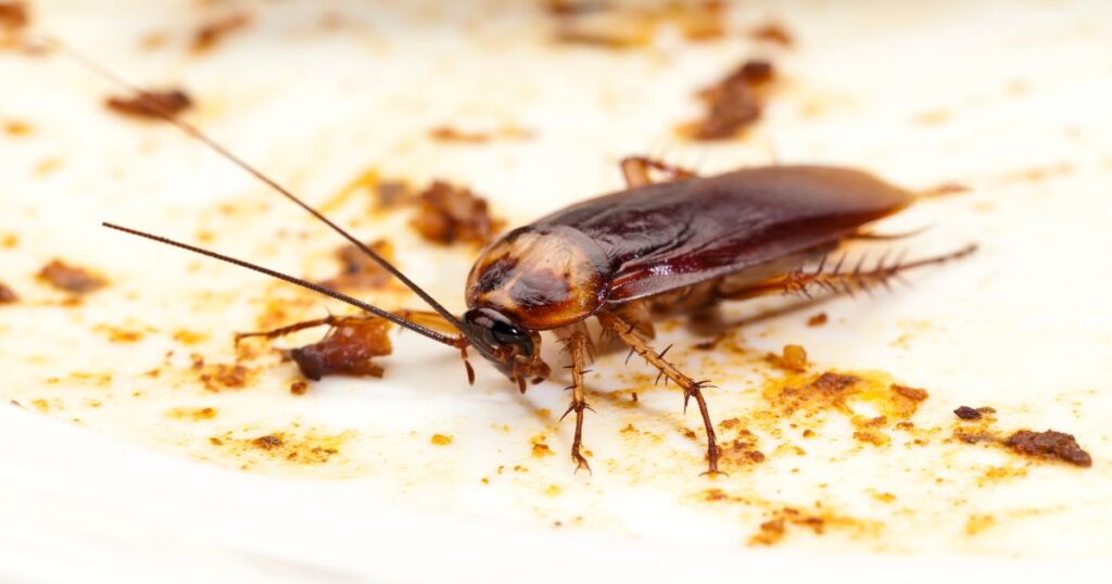 Cockroach Pest Control