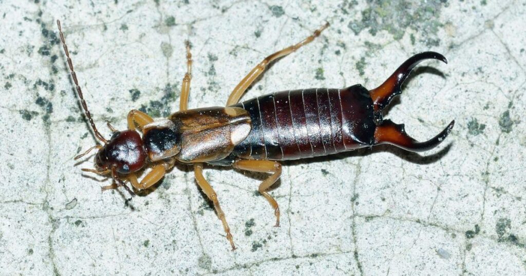 Earwig Pest Control