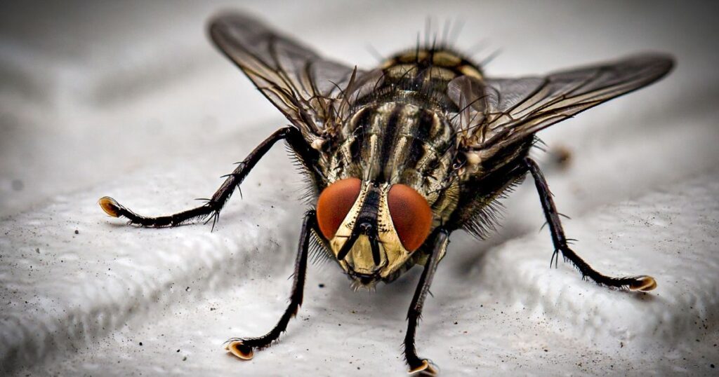 Fly Pest Control