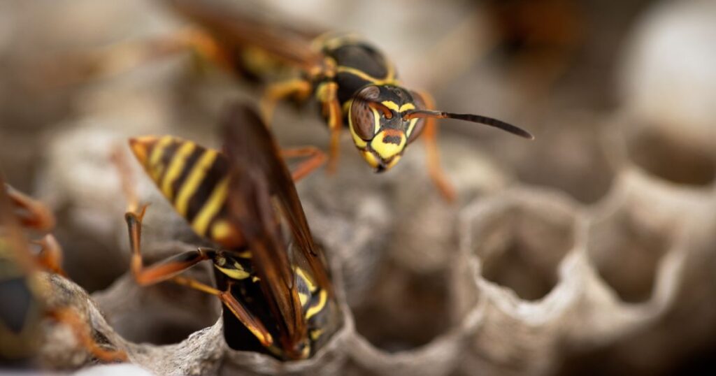 Hornet Pest Control