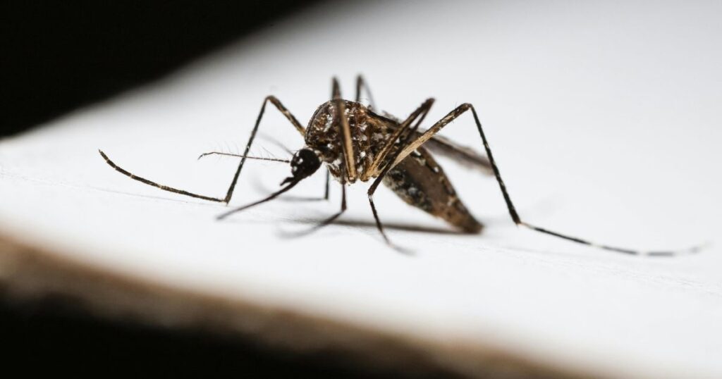 Mosquito Pest Control