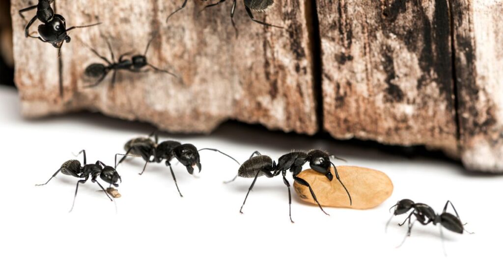 Pest Control for Carpenter Ants