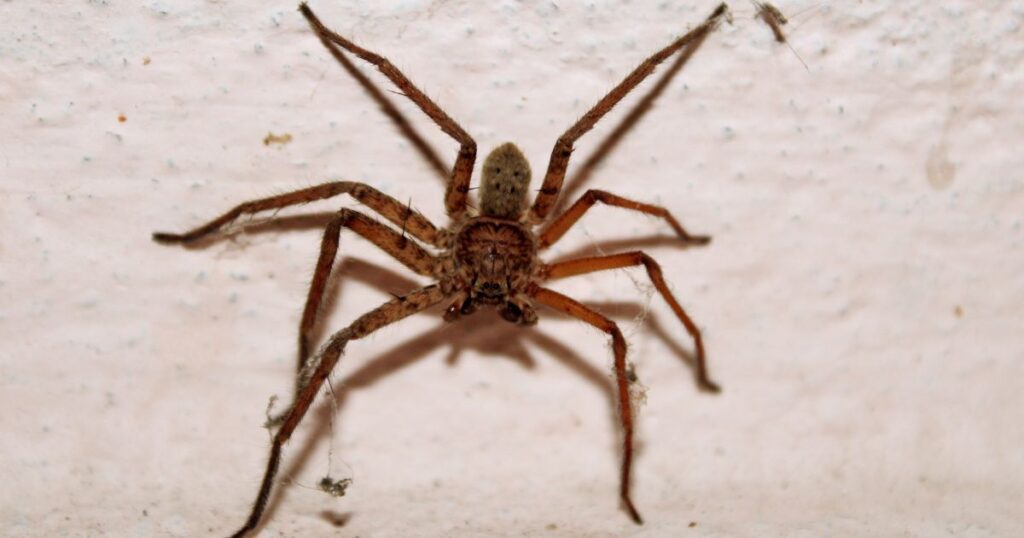 Pest Control for Spiders