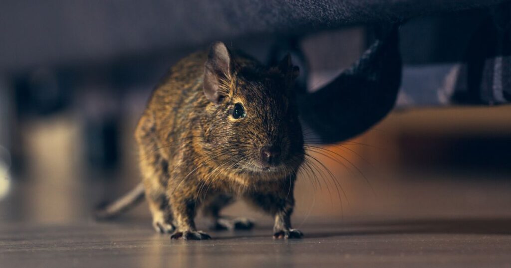 Rodent Pest Control