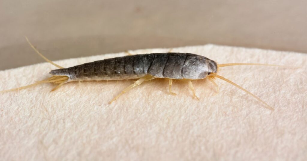 Silverfish Pest Control