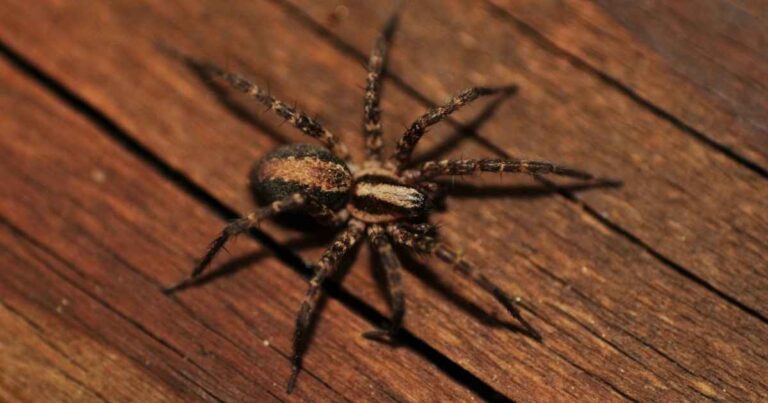 spider control for Idaho homes