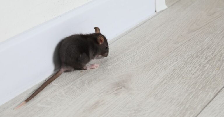 do mice return after pest control