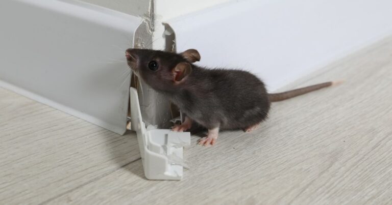 signs of mouse infestation Idaho